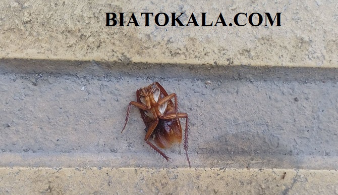 سوسک امریکایی سر ندارد